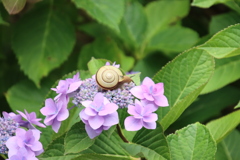 カタツムリとあじさい