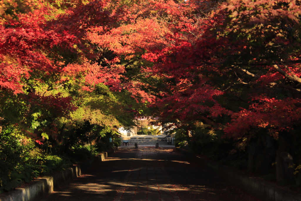 紅葉のトンネルまでもう少し！