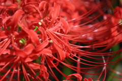 彼岸花7