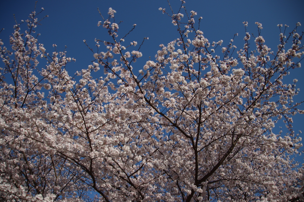 青空と満開の桜