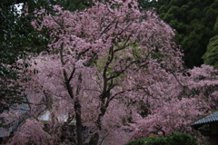 南原寺の桜3