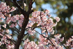 蓬莱桜とメジロ2