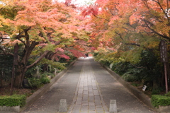 龍福寺参道の紅葉