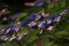 紫陽花3