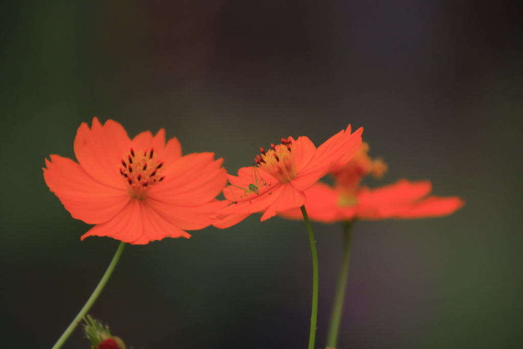 コスモスと昆虫