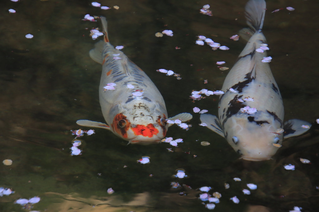 花びらと鯉