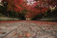 もみじのトンネル2