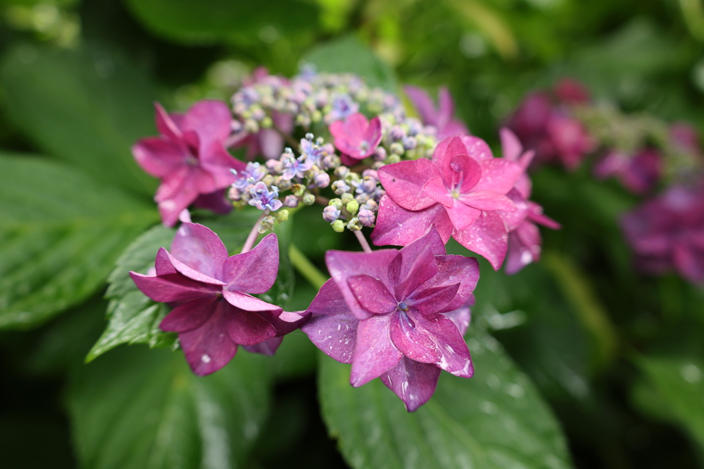 紫陽花