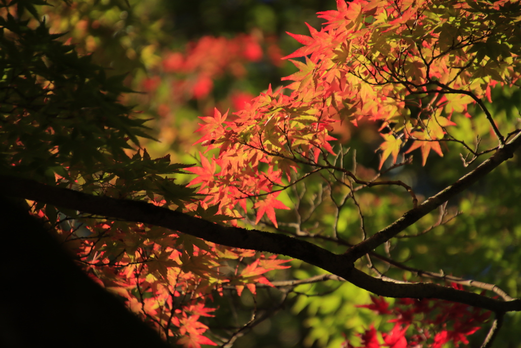 紅葉のはじまり1