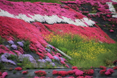 芝桜と菜の花