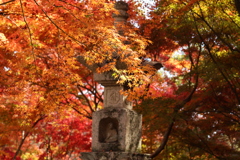 両足寺紅葉3
