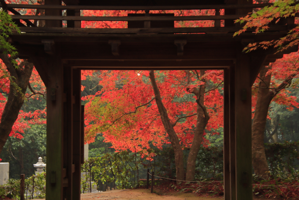 両足寺紅葉4
