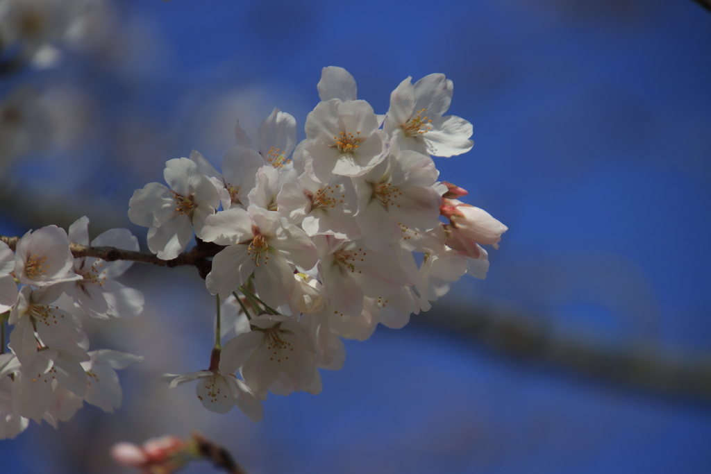 青空と桜