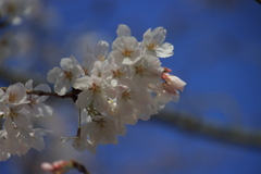 青空と桜