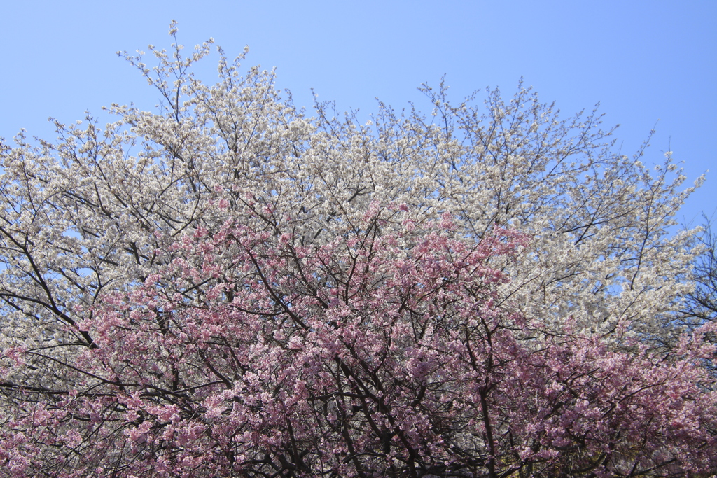 青空と２色の桜