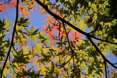 紅葉のはじまり5