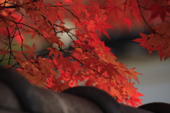 漢陽寺紅葉2