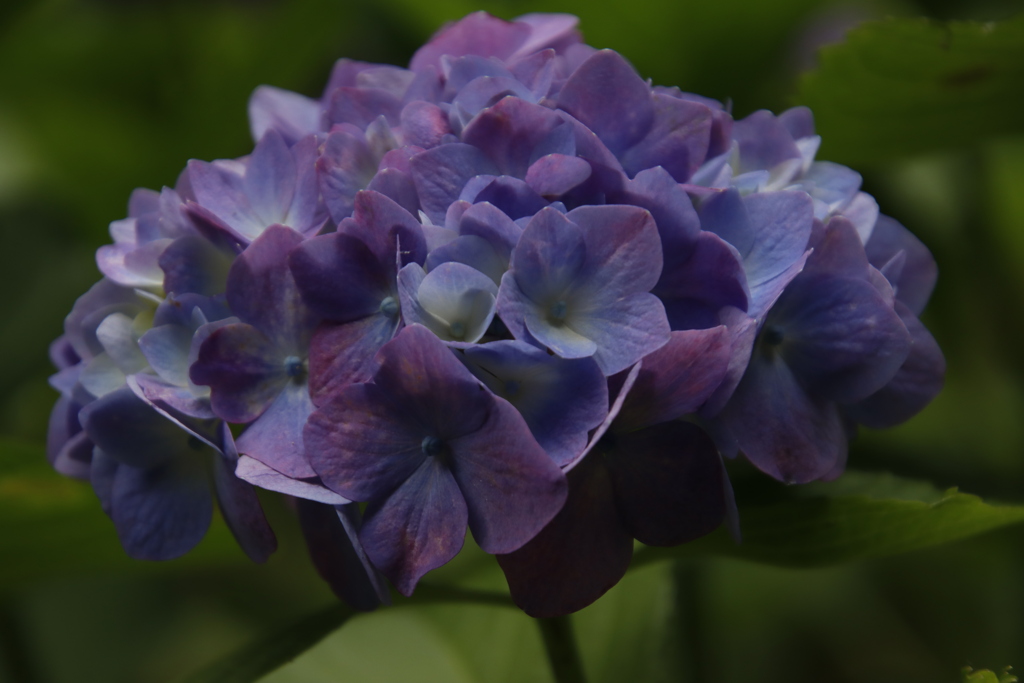 紫陽花1