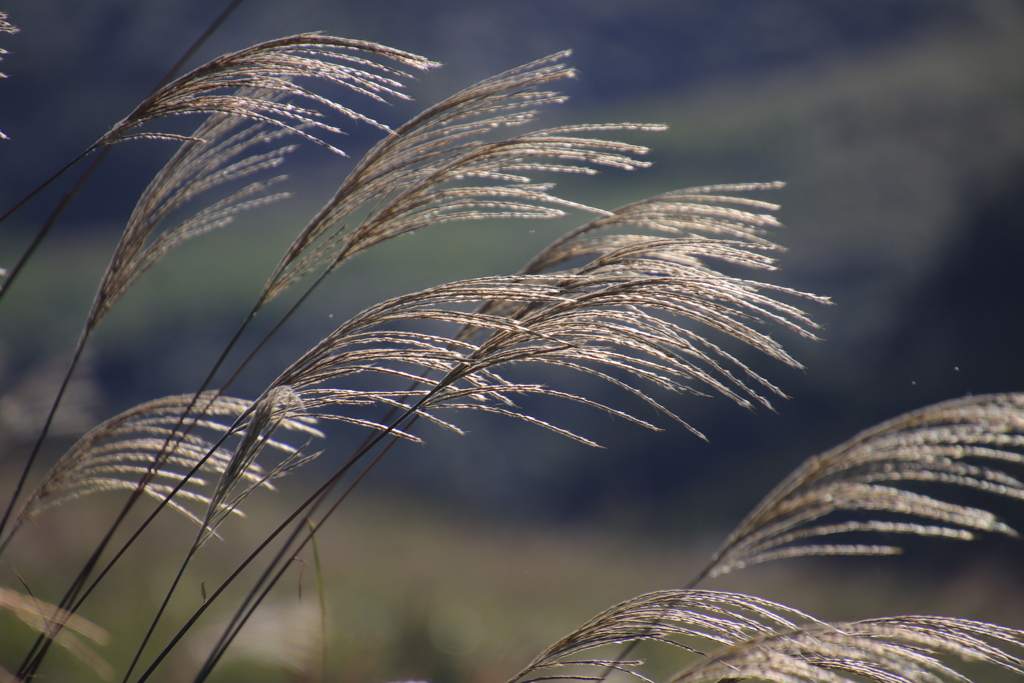 ススキ4