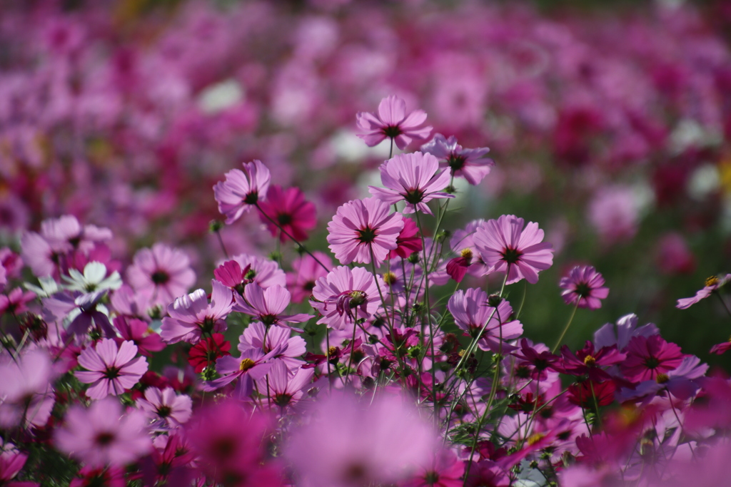 コスモス畑2