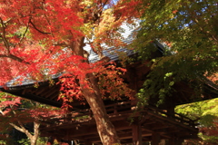 両足寺紅葉