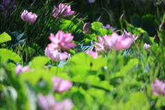 天平の池の大賀蓮7