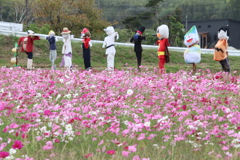 かかしとこすもす3