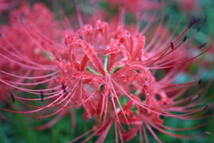 彼岸花3