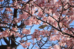 蓬莱桜とメジロ