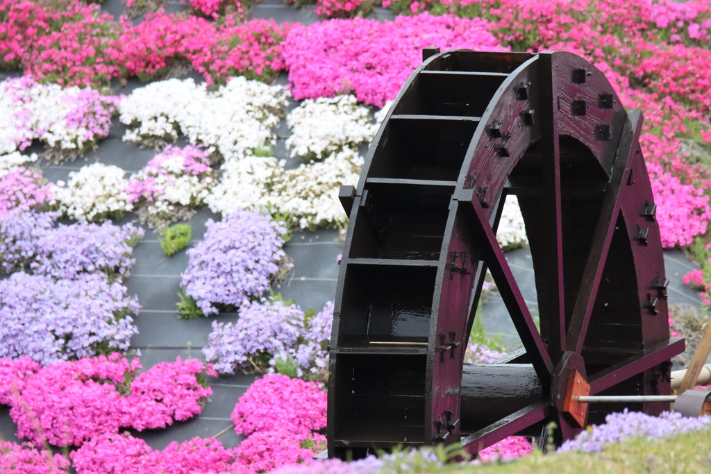 水車と芝桜