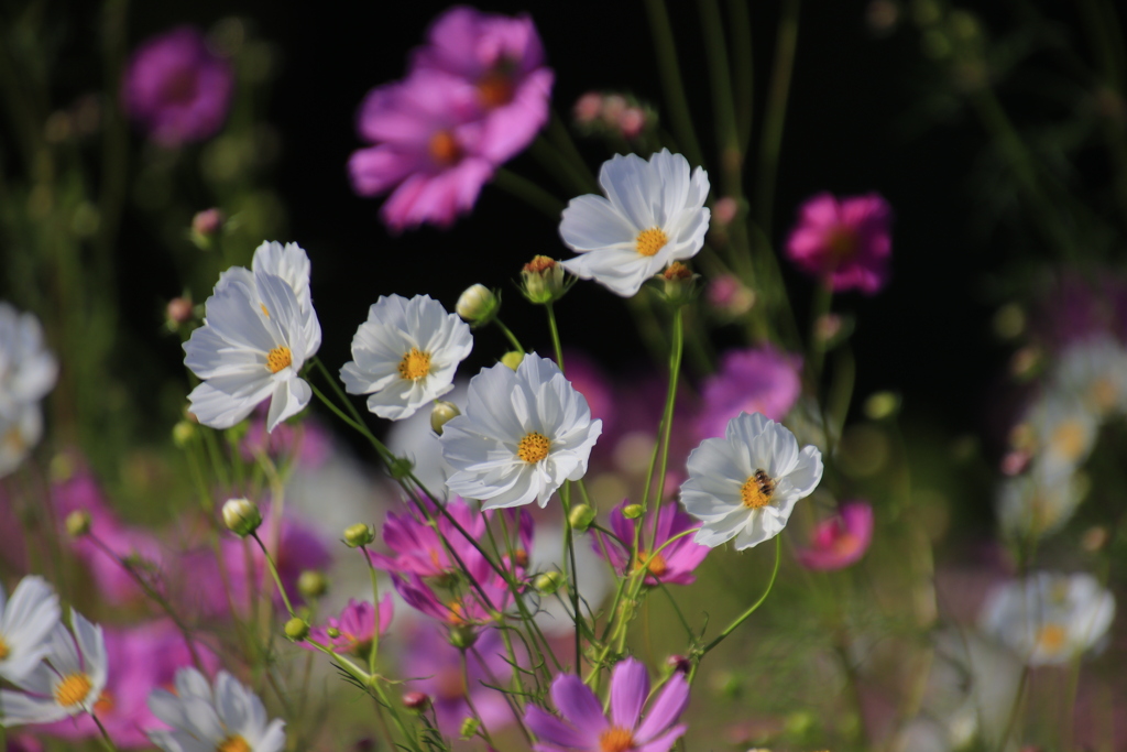 コスモス2