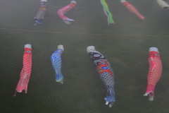 佐波川こいながし