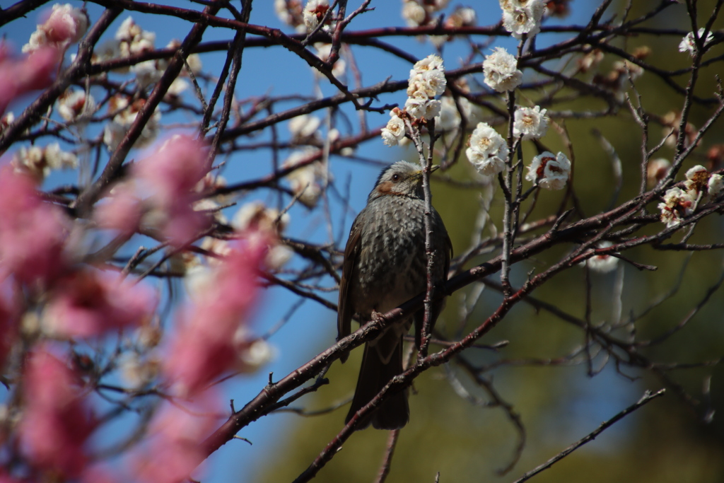 梅とヒヨドリ