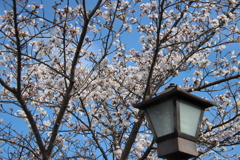 街灯と桜