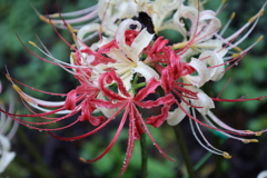 紅白