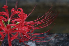 雨の中の彼岸花