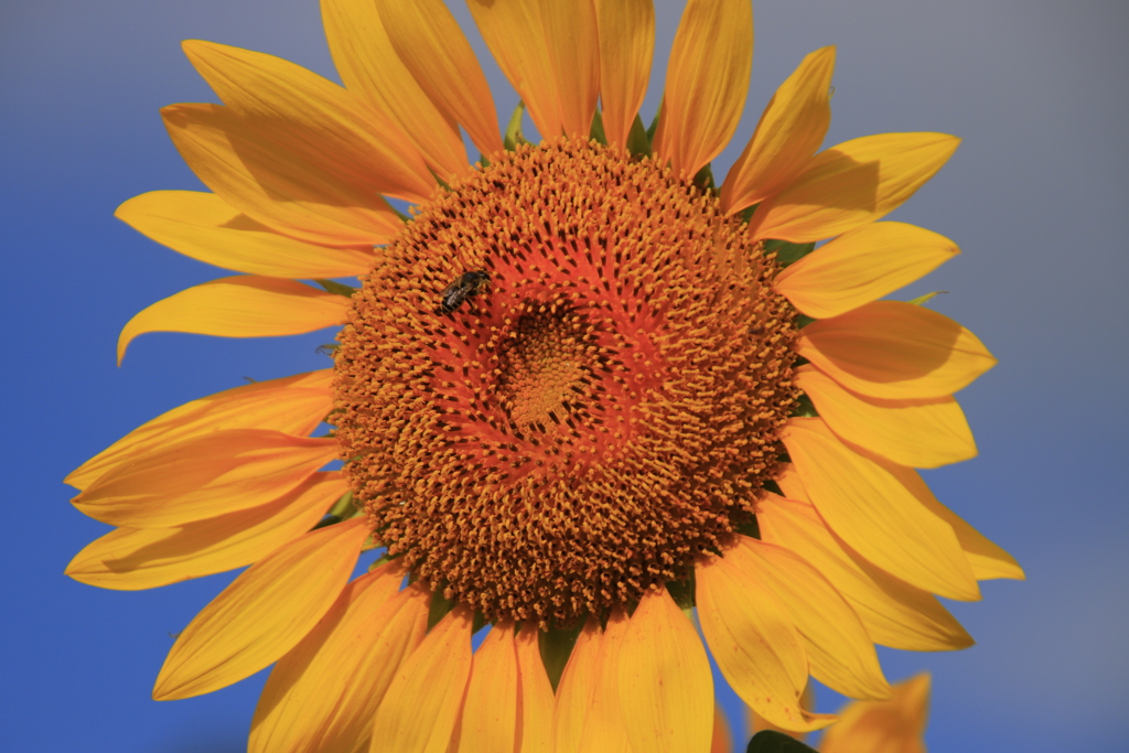 青空とひまわりとミツバチ1