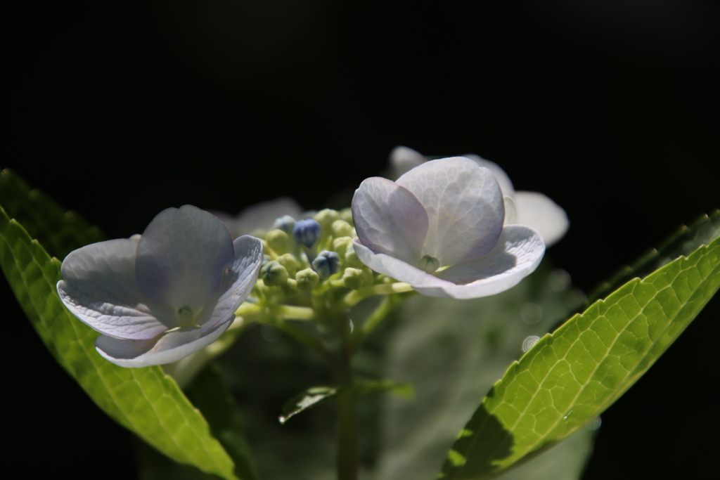 紫陽花5