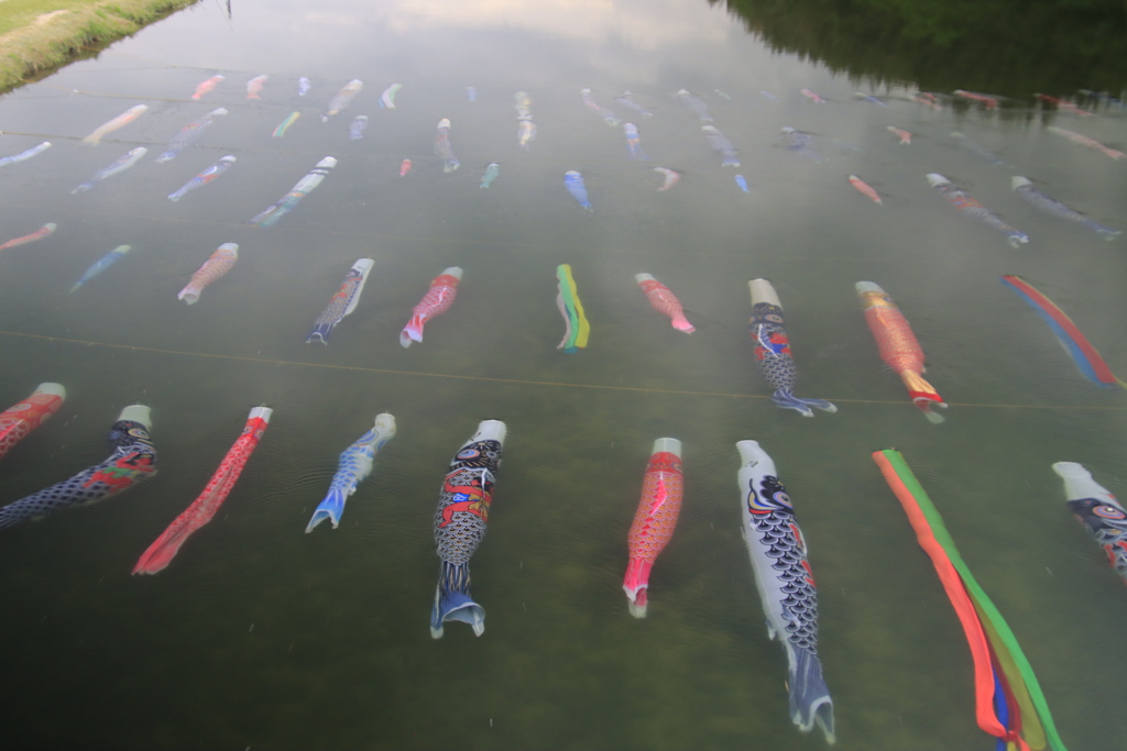 佐波川こいながし4