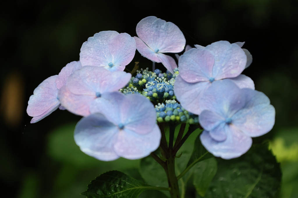 紫陽花7