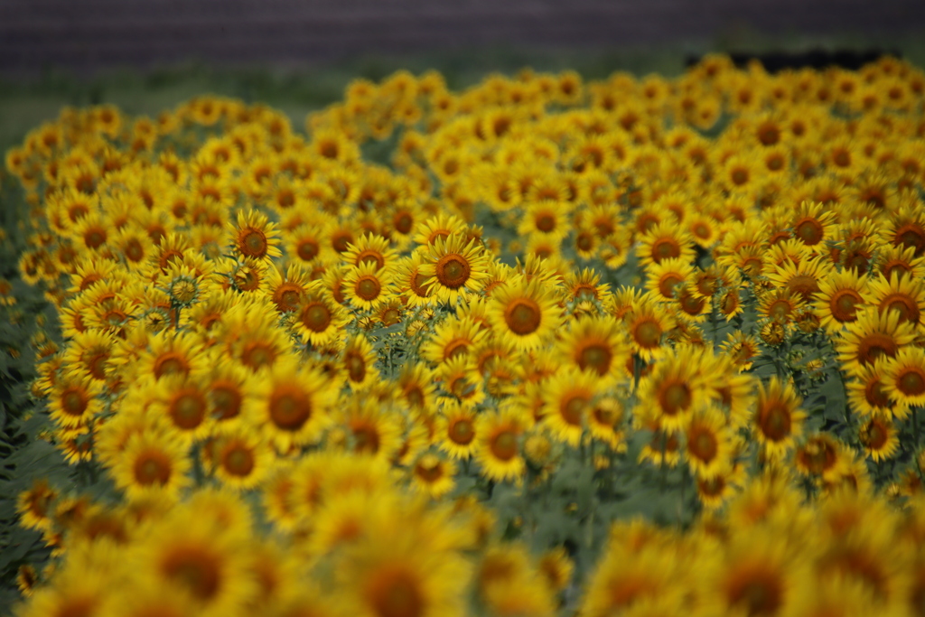 花の海ひまわり畑3