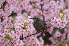 河津桜とヒヨドリ