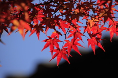 重源の郷紅葉4