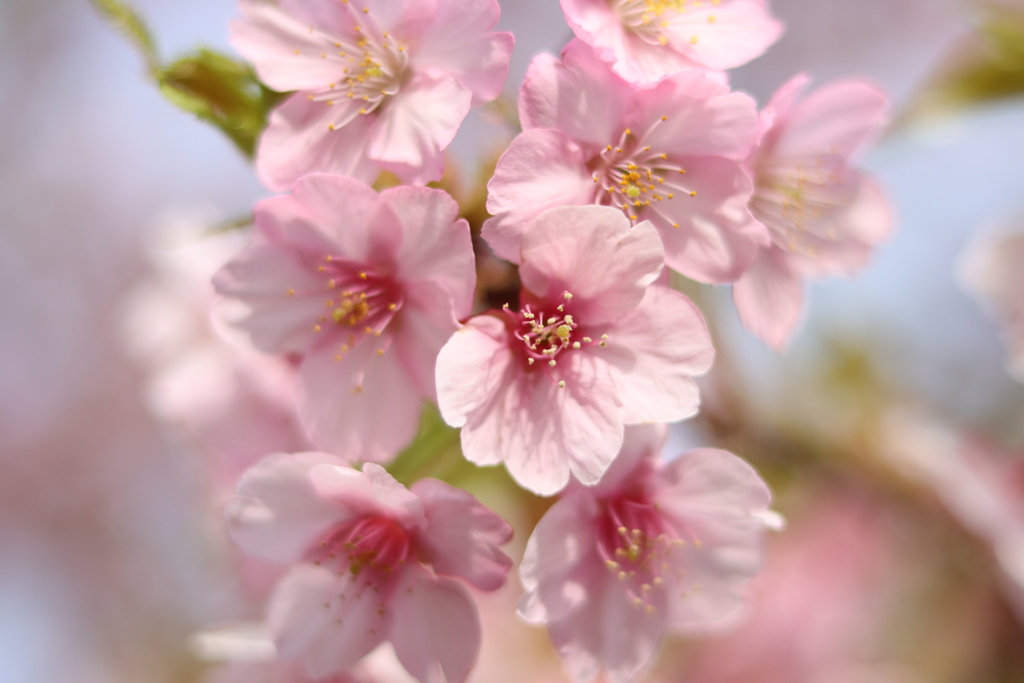 河津桜