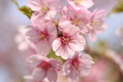 河津桜