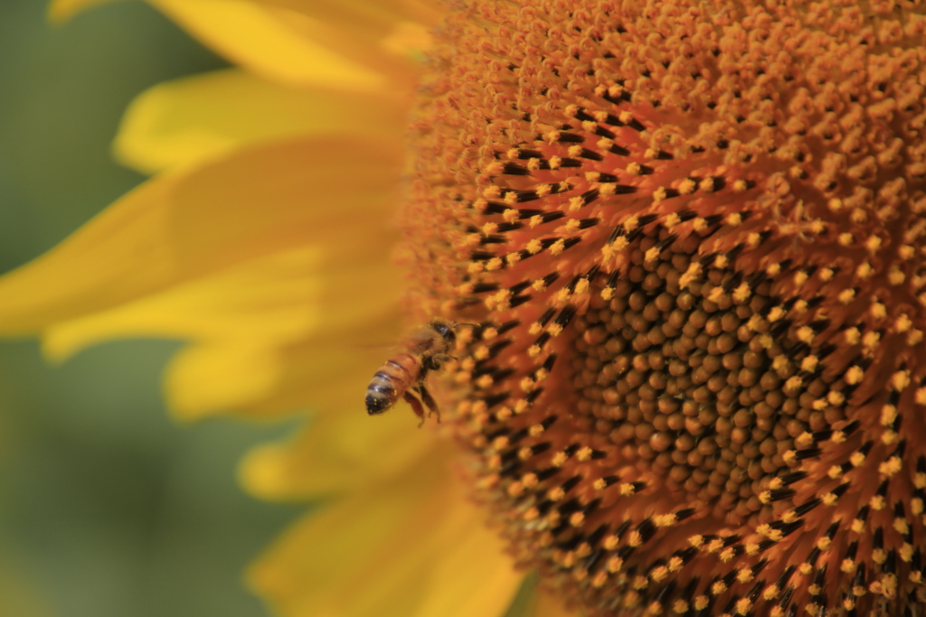 ミツバチとひまわり