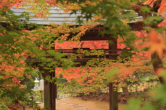 両足寺紅葉2