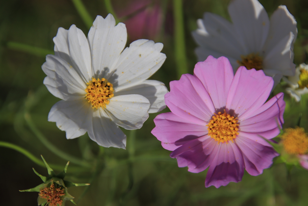 色違いのコスモス