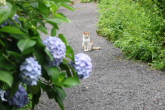 ネコとアジサイ