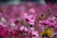 コスモス4